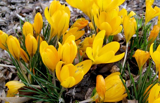 Gullkrokus 'Golden Yellow'