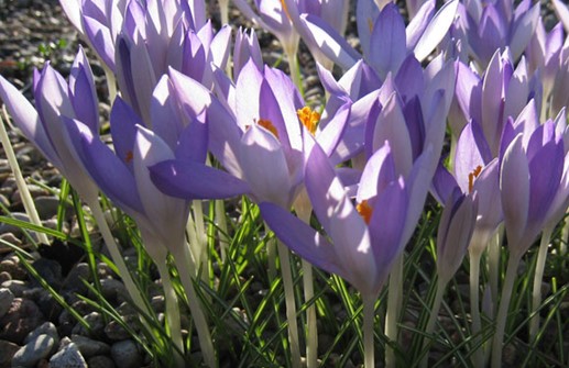 Snökrokus 'Lilac Beauty'