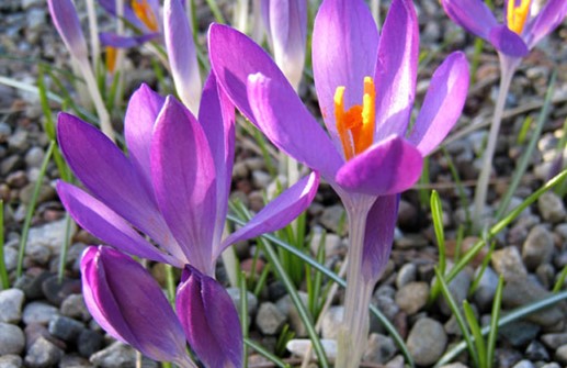 Snökrokus 'Whitewell Purple'