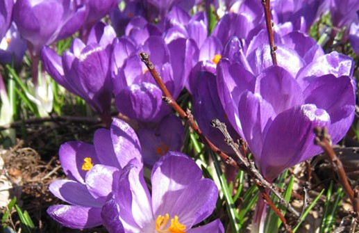 Vårkrokus 'Flower Record'