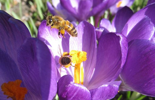 Vårkrokus 'Flower Record'