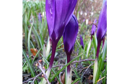 Vårkrokus 'Flower Record'