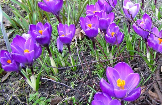 Vårkrokus 'Flower Record'