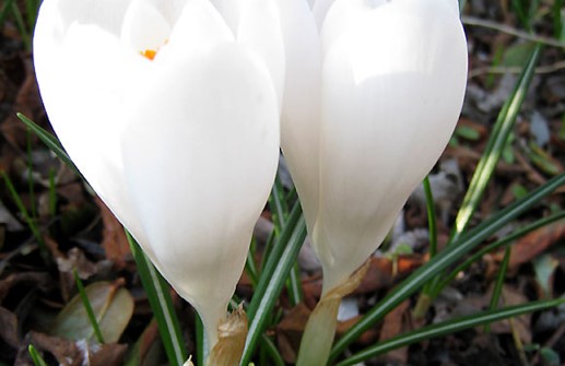 Vårkrokus 'Jeanne d'Arc'