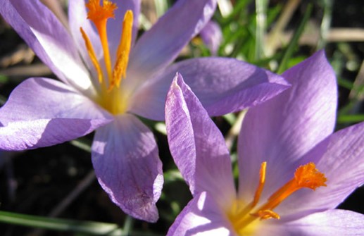 Vårkrokus 'Michael's Purple'