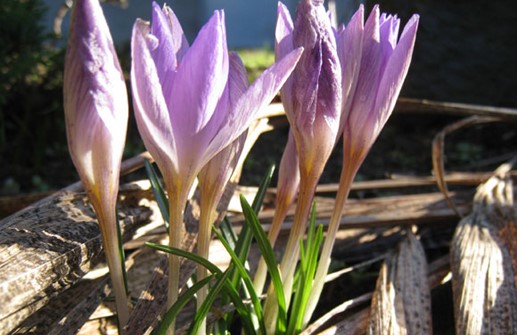 Vårkrokus 'Michael's Purple'