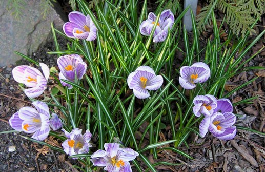 Vårkrokus 'Pickwick'