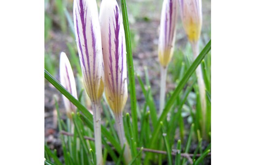 Fransk krokus 'Picturatus'