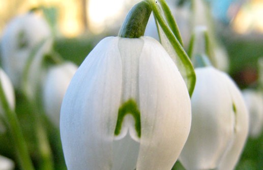 Snödroppe, blomma till att öppnas