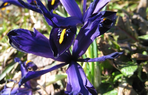 Snöiris 'Major', blomma