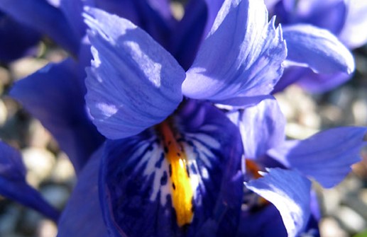 Våriris 'Harmony', blomma