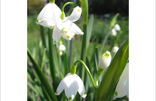 Sommarsnöklocka, blomma