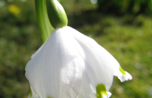 Snöklocka, blomma