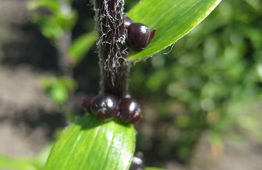 Tigerlilja, blad, stjälk och bulber