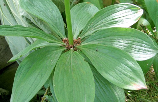 Krollilja, blad