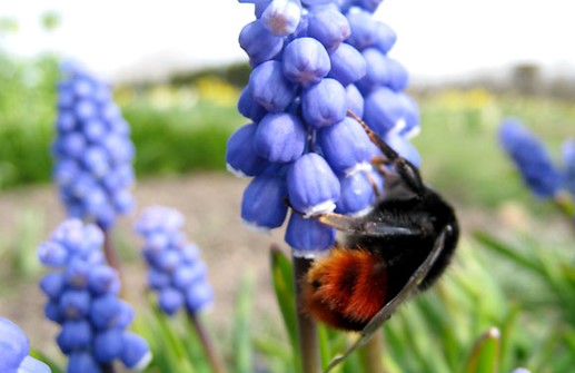 Pärlhyacint, blomma