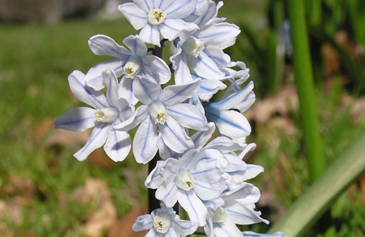 Porslinshyacint, blomma