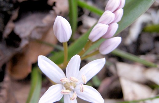 Tidig blåstjärna 'Rosea'