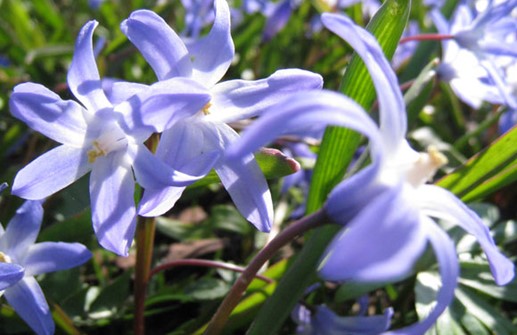 Stor vårstjärna, blomma