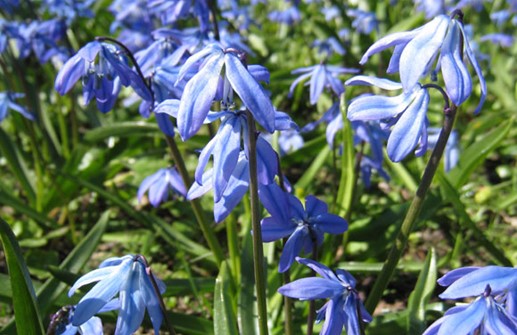 Rysk blåstjärna, blomma