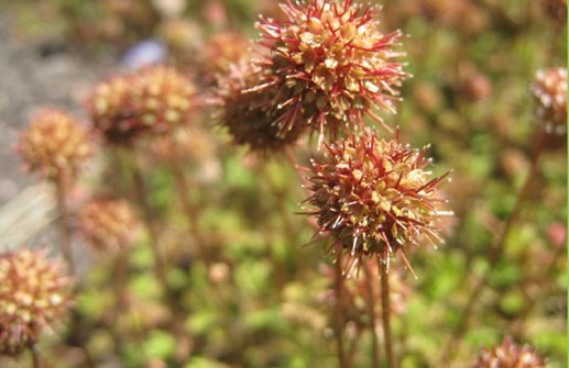 Överblommad brun taggpimpinell