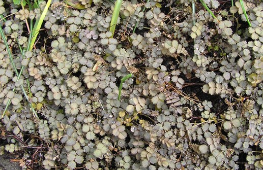 'Kupferteppich', en bronsfärgad marktäckare