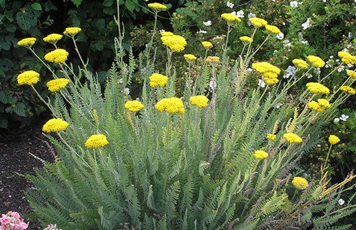 Praktröllika 'Coronation Gold'