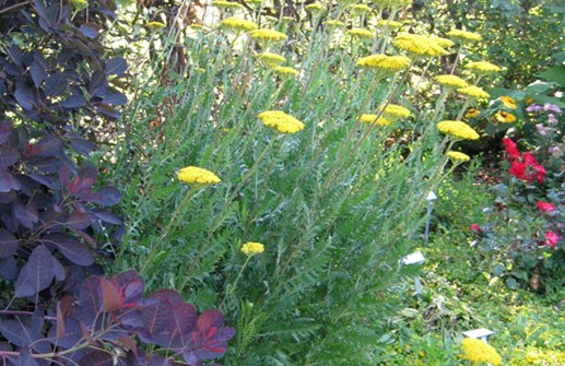 Praktröllika 'Parker's Variety'