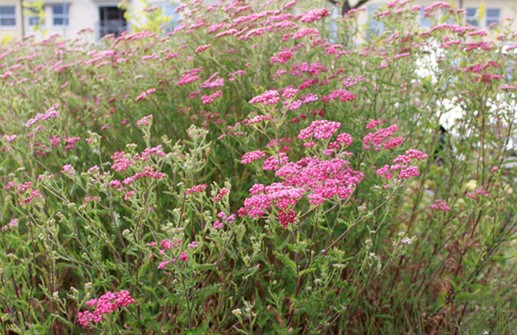 Röllika 'Cerise Queen'