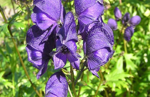 Trädgårdsstormhatt 'Spark's Variety, blomma