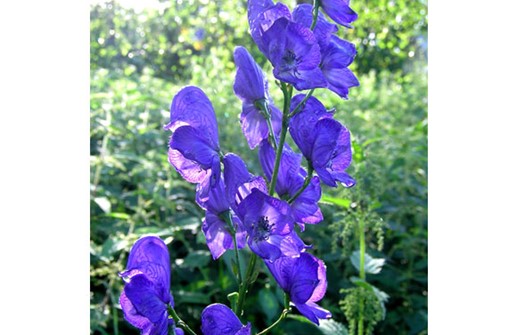 Äkta stormhatt, blomma