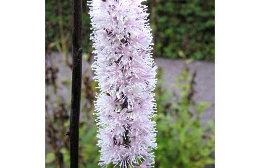 Höstsilverax 'Brunette', doftande blomma