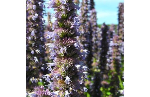 Anisisop 'Blue Fortune', blomma