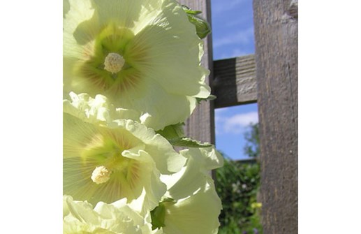 Stockros med vit blomma