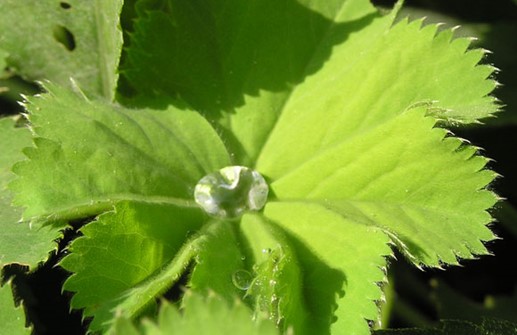 Jättedaggkåpa, droppe på blad 