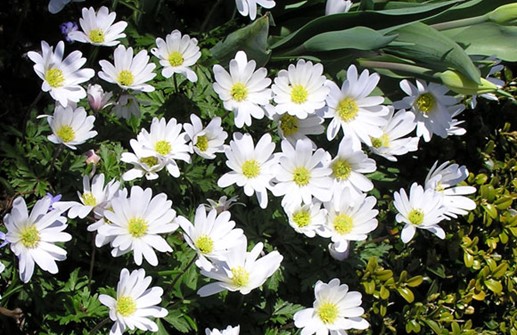 Balkansippa 'White Splendour'