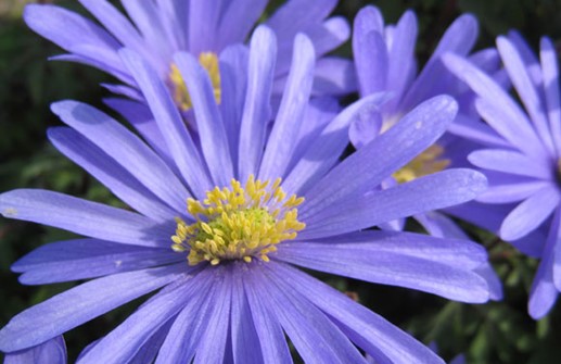 Balkansippa, blå blomma