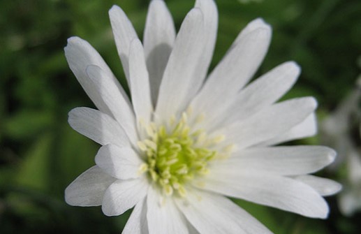 Balkansippa, vit blomma