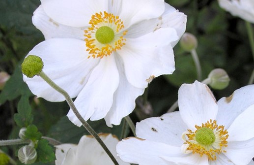 Stor höstanemon 'Honorine Jobert', blomma