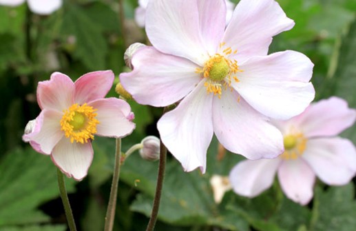 Silvrig höstanemon 'Robustissima', blomma