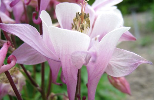 Biedermeierakleja, blomma