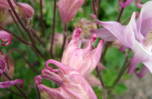 Biedermeierakleja, blomknoppar