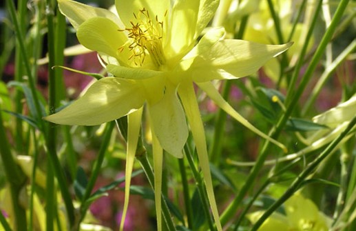 Guldakleja 'Yellow Queen', blomma