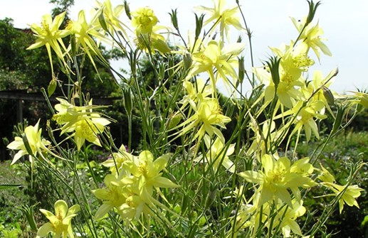 Guldakleja 'Yellow Queen', blommor