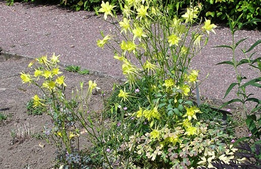 Guldakleja 'Yellow Queen'