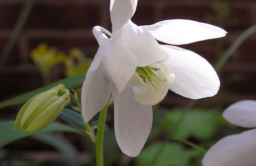 Japansk akleja 'Alba', blomma