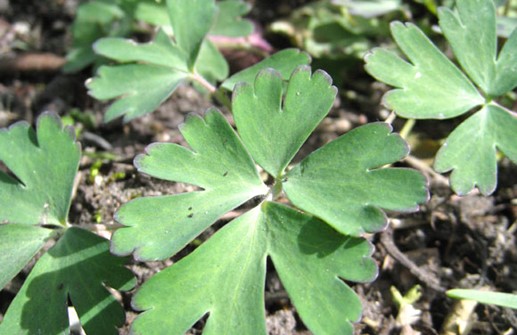 Grönakleja 'Chocolate soldier', blad