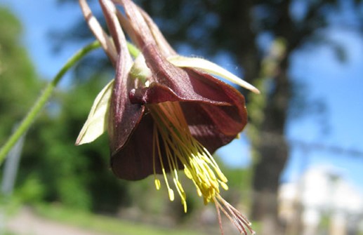 Grönakleja 'Chocolate soldier', blomma