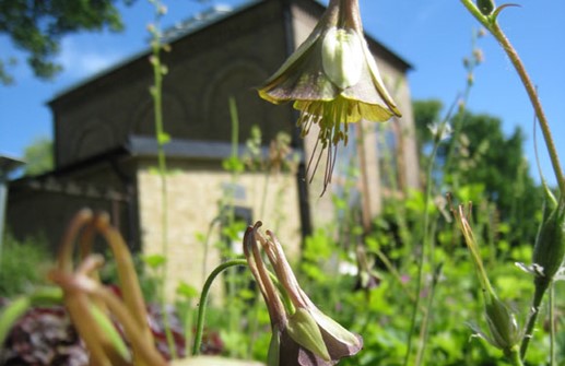 Grönakleja 'Chocolate soldier', blomma