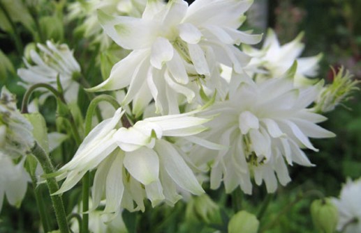 Stjärnakleja 'White Barlow'